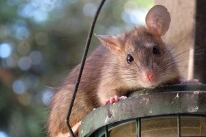 Rat Control, Pest Control in Seven Kings, Goodmayes, IG3. Call Now 020 8166 9746