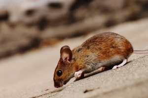 Mouse extermination, Pest Control in Seven Kings, Goodmayes, IG3. Call Now 020 8166 9746