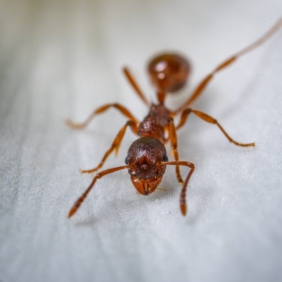 Field Ants, Pest Control in Seven Kings, Goodmayes, IG3. Call Now! 020 8166 9746