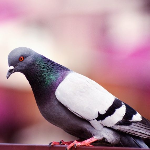 Birds, Pest Control in Seven Kings, Goodmayes, IG3. Call Now! 020 8166 9746
