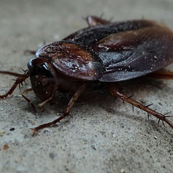 Cockroaches, Pest Control in Seven Kings, Goodmayes, IG3. Call Now! 020 8166 9746