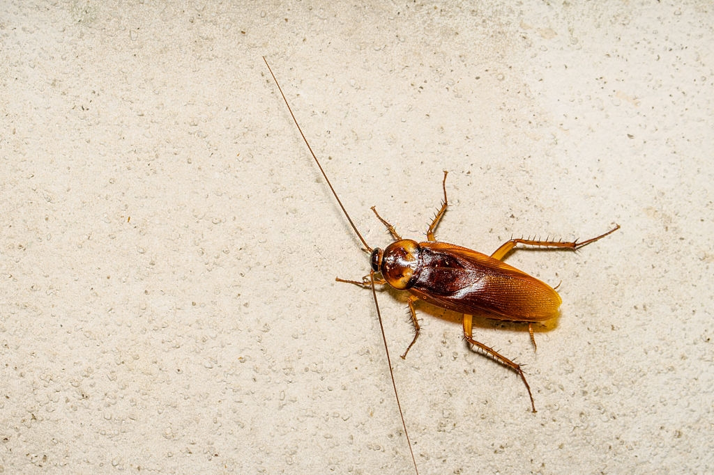 Cockroach Control, Pest Control in Seven Kings, Goodmayes, IG3. Call Now 020 8166 9746