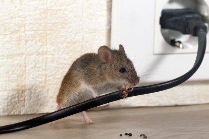 Pest Control in Seven Kings, Goodmayes, IG3. Call Now! 020 8166 9746