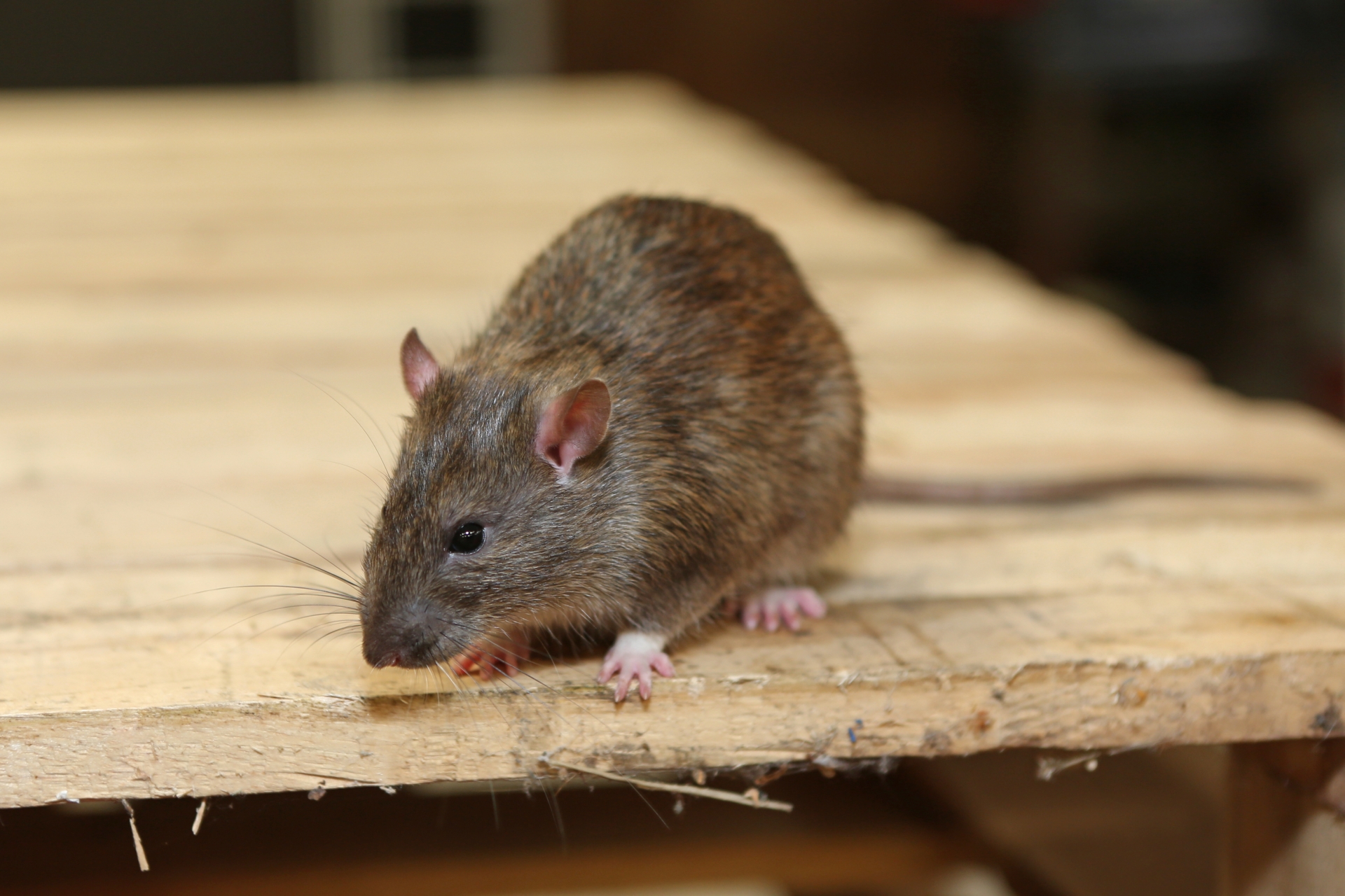 Rat Infestation, Pest Control in Seven Kings, Goodmayes, IG3. Call Now 020 8166 9746