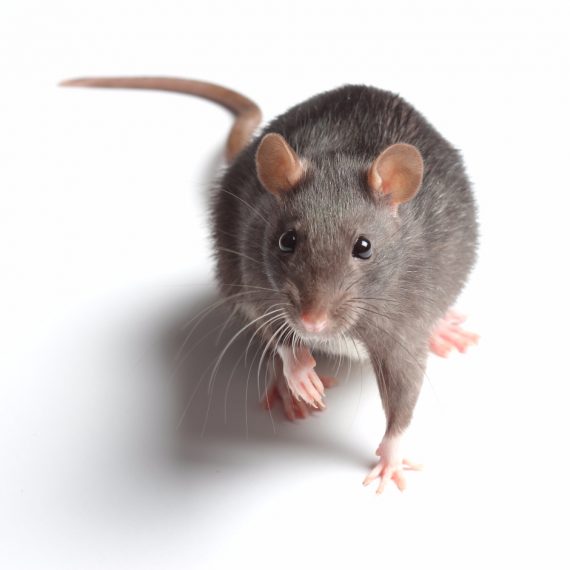 Rats, Pest Control in Seven Kings, Goodmayes, IG3. Call Now! 020 8166 9746