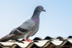 Pigeon Control, Pest Control in Seven Kings, Goodmayes, IG3. Call Now 020 8166 9746