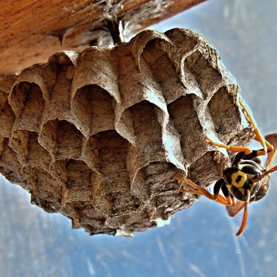 Wasps Nest, Pest Control in Seven Kings, Goodmayes, IG3. Call Now! 020 8166 9746
